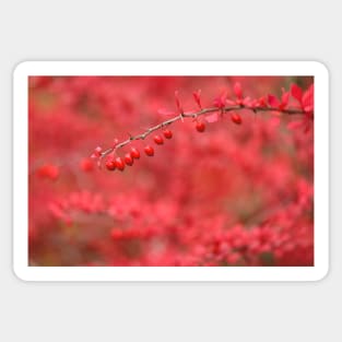 Close-up of red barberry Sticker